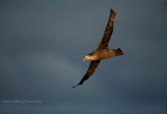 Northern Giant Petrel (Macronectes halli) photo