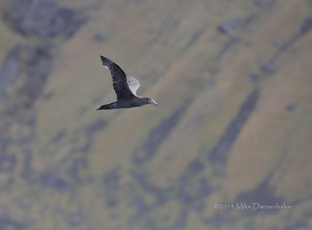 Northern Giant Petrel (Macronectes halli) photo