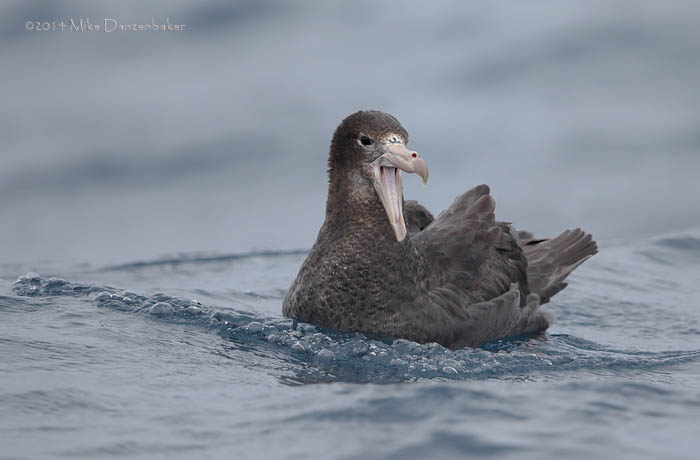Northern Giant Petrel (Macronectes halli) photo