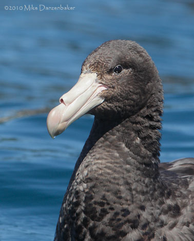 Northern (Hall's) Giant Petrel (Macronectes halli) photo
