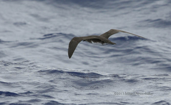 Phoenix Petrel (Pterodroma alba) photo