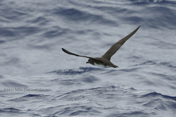 Phoenix Petrel (Pterodroma alba) photo