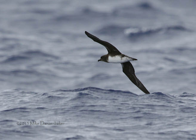 Phoenix Petrel (Pterodroma alba) photo