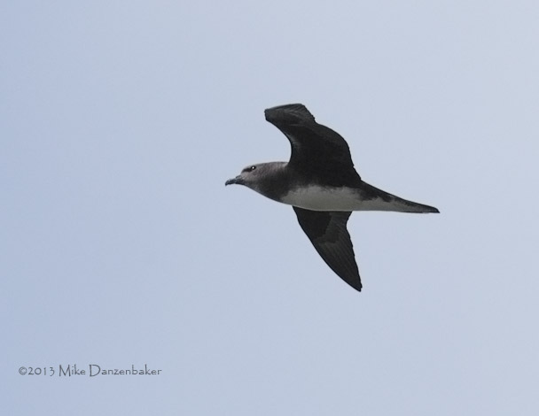 Phoenix Petrel (Pterodroma alba) photo