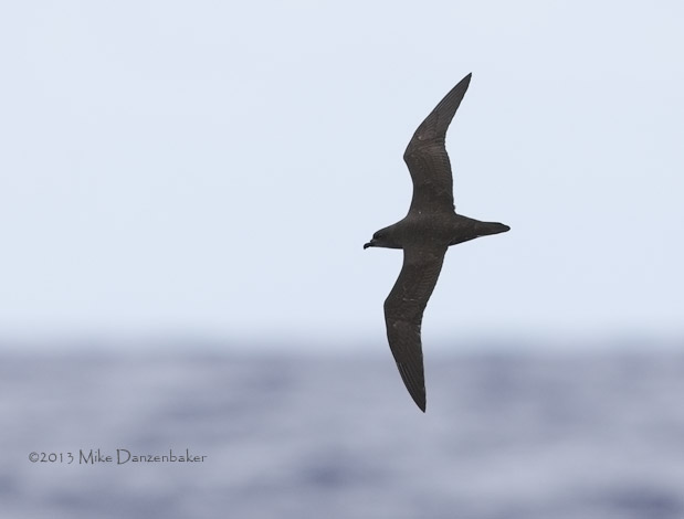 Phoenix Petrel (Pterodroma alba) photo