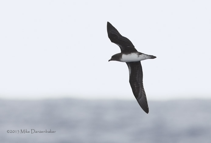 Phoenix Petrel (Pterodroma alba) photo