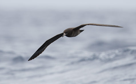 Black (Parkinson's) Petrel (Procellaria parkinsoni) photo