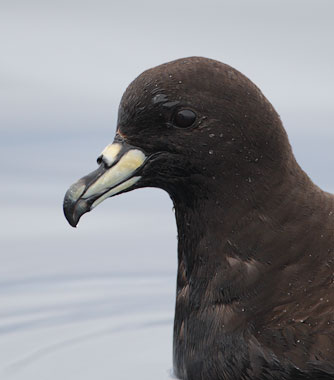Black (Parkinson's) Petrel (Procellaria parkinsoni) photo