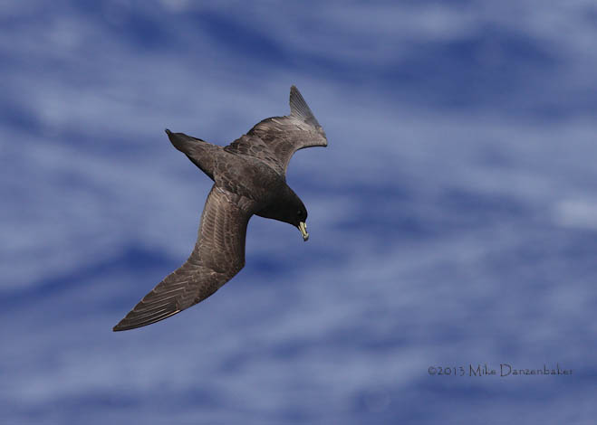 Black Petrel (Procellaria parkinsoni) photo