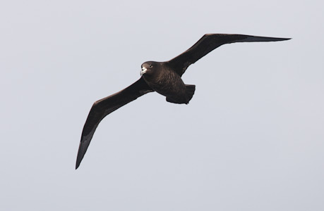 Black (Parkinson's) Petrel (Procellaria parkinsoni) photo