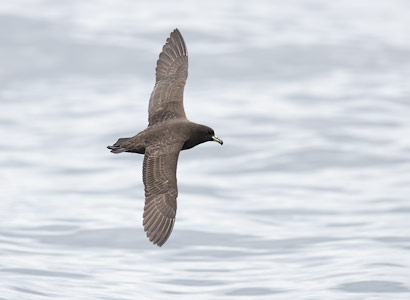 Black (Parkinson's) Petrel (Procellaria parkinsoni) photo