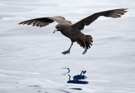 Black (Parkinson's) Petrel (Procellaria parkinsoni) photo