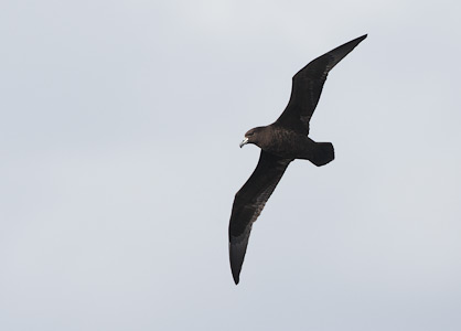 Black (Parkinson's) Petrel (Procellaria parkinsoni) photo