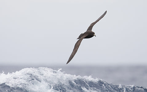 Black (Parkinson's) Petrel (Procellaria parkinsoni) photo