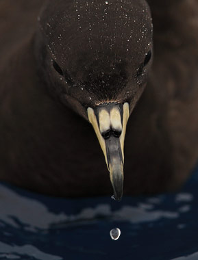 Black (Parkinson's) Petrel (Procellaria parkinsoni) photo