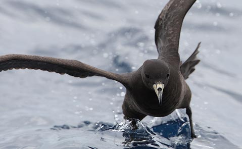 Black (Parkinson's) Petrel (Procellaria parkinsoni) photo