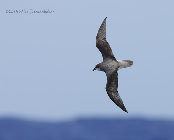 Soft-plumaged Petrel (Pterodroma mollis) photo