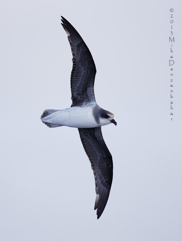 Soft-plumaged Petrel (Pterodroma mollis) photo