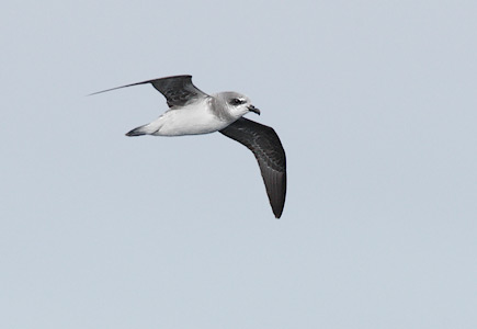 Soft-plumaged Petrel (Pterodroma mollis) photo