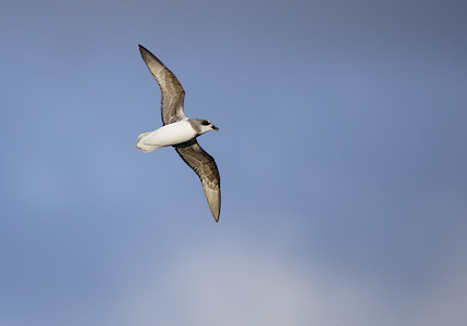 Soft-plumaged Petrel (Pterodroma mollis) photo