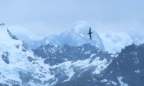 Southern (Antarctic) Giant Petrel (Macronectes giganteus) photo