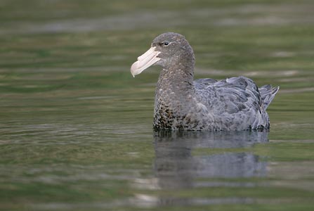 Southern (Antarctic) Giant Petrel (Macronectes giganteus) photo