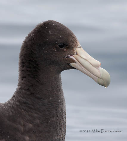 Southern Giant Petrel (Macronectes giganteus) photo