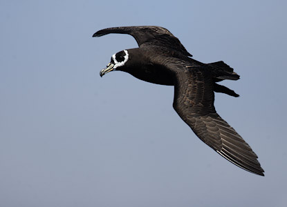 Spectacled Petrel (Procellaria conspicillata) photo