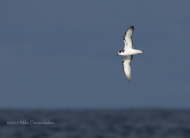 Stejneger's Petrel (Pterodroma longirostris) photo