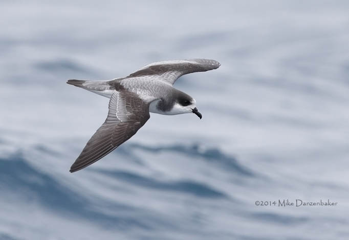 Stejneger's Petrel (Pterodroma longirostris) photo
