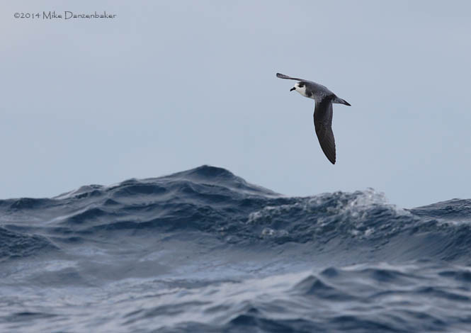 Stejneger's Petrel (Pterodroma longirostris) photo