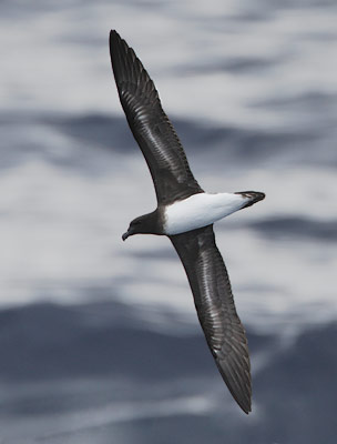 Tahiti Petrel (Pseudobulweria rostrata) photo