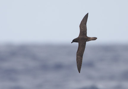 Tahiti Petrel (Pseudobulweria rostrata) photo