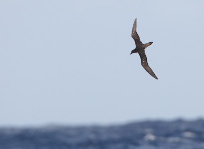 Tahiti Petrel (Pseudobulweria rostrata) photo