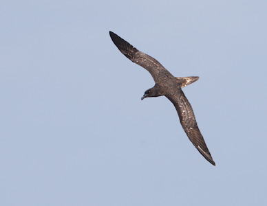 Tahiti Petrel (Pseudobulweria rostrata) photo