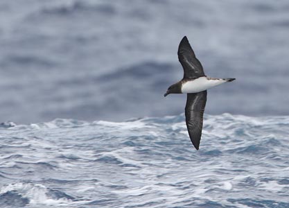Tahiti Petrel (Pseudobulweria rostrata) photo