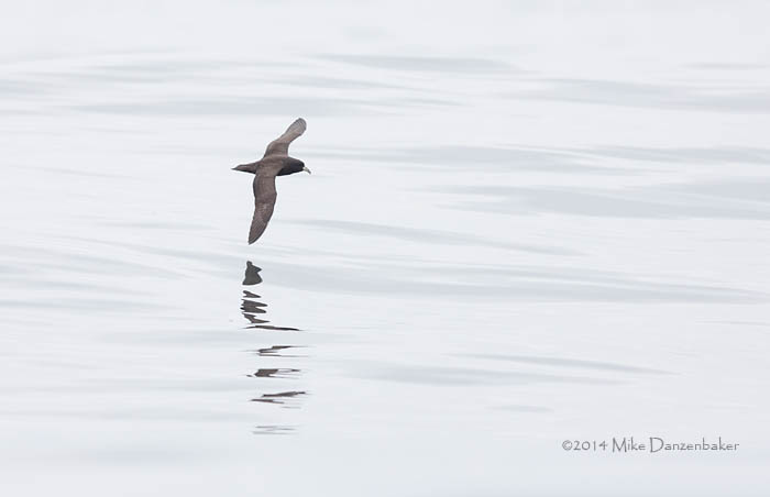 White-chinned Petrel (Procellaria aequinoctialis) photo