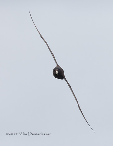White-chinned Petrel (Procellaria aequinoctialis) photo