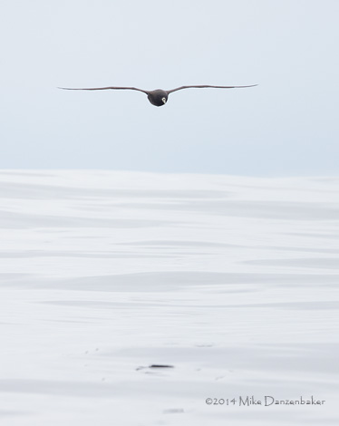 White-chinned Petrel (Procellaria aequinoctialis) photo