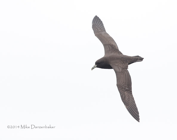 White-chinned Petrel (Procellaria aequinoctialis) photo