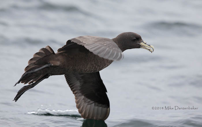 White-chinned Petrel (Procellaria aequinoctialis) photo