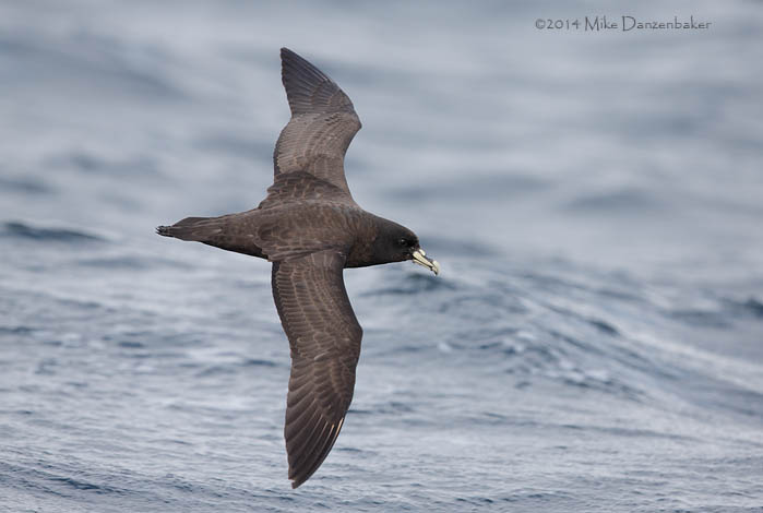 White-chinned Petrel (Procellaria aequinoctialis) photo