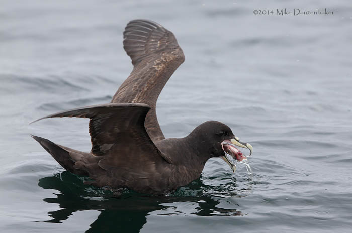 White-chinned Petrel (Procellaria aequinoctialis) photo