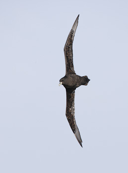 White-chinned Petrel (Procellaria aequinoctialis) photo