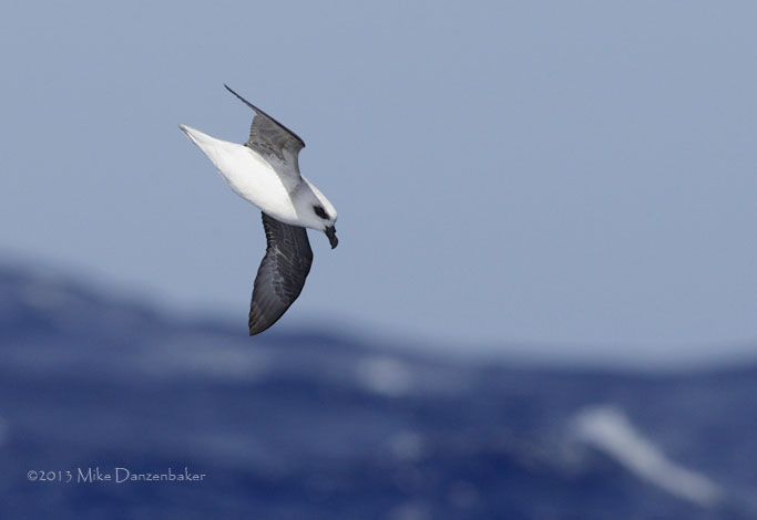 White-headed Petrel (Pterodroma lessonii) photo