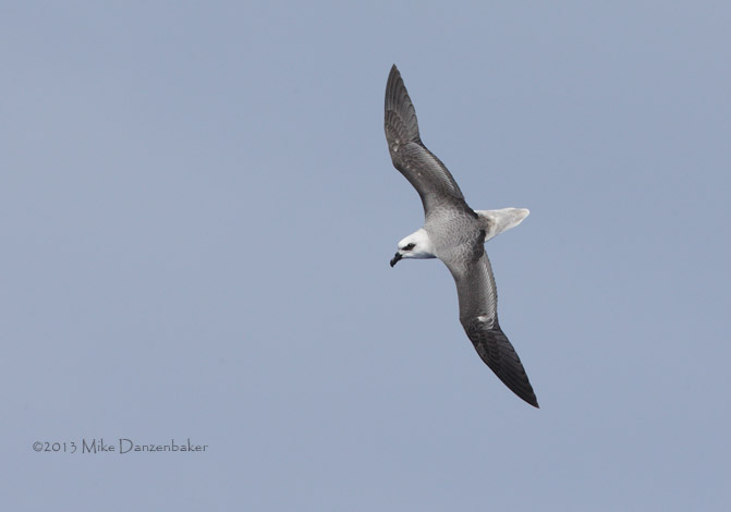 White-headed Petrel (Pterodroma lessonii) photo