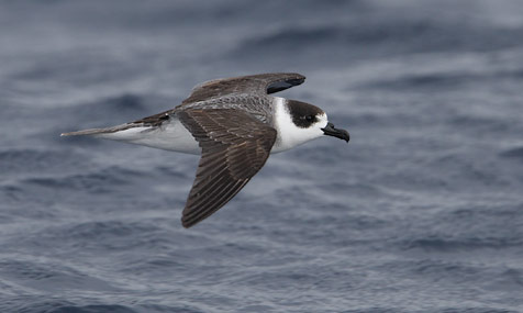 White-necked Petrel (Pterodroma cervicallis) photo