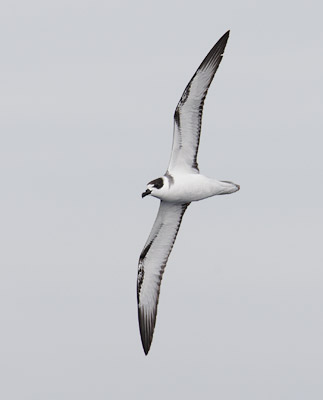 White-necked Petrel (Pterodroma cervicallis) photo