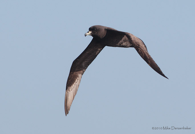 Westland Petrel (Procellaria westlandica) photo