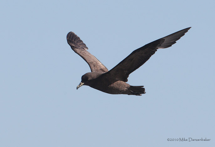 Westland Petrel (Procellaria westlandica) photo